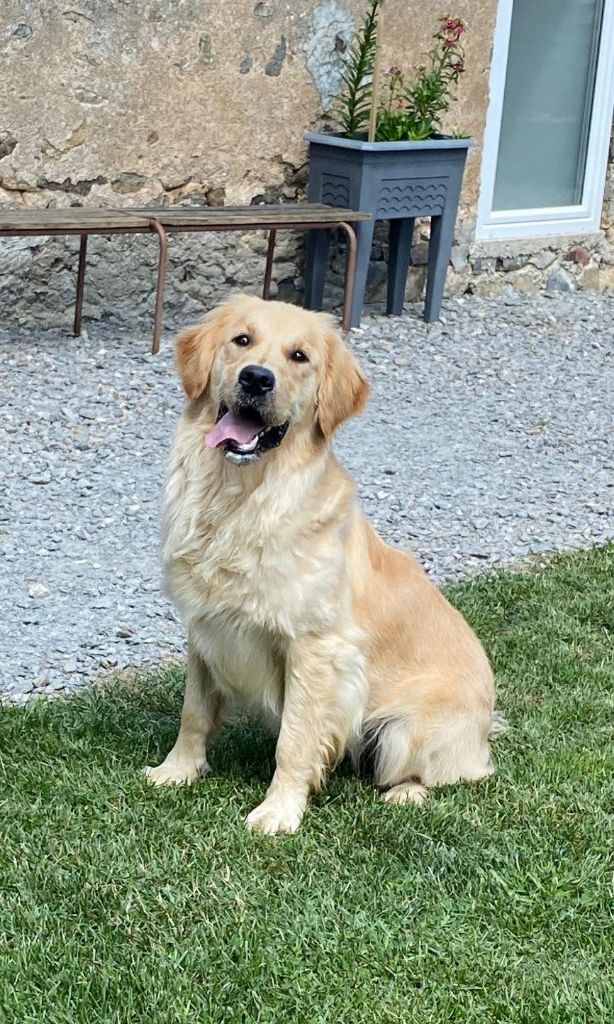 Les Golden Retriever de l'affixe du masque de Seth