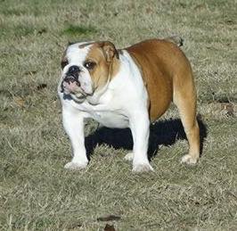 Jaguar du masque de Seth