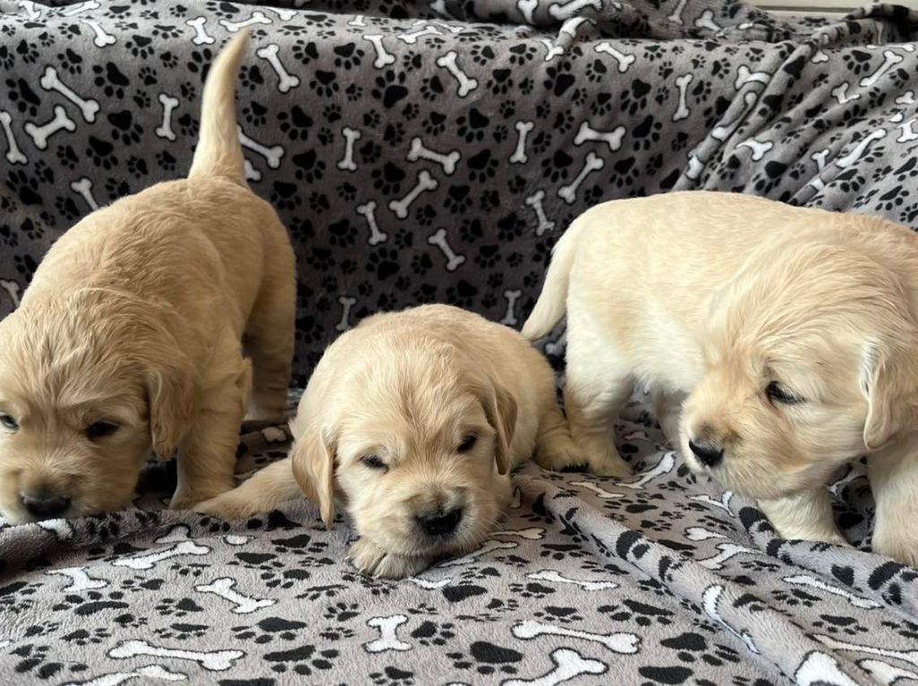 Les bébés sont là !!!