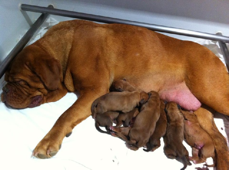 du masque de Seth - Dogue de Bordeaux - Portée née le 03/06/2012
