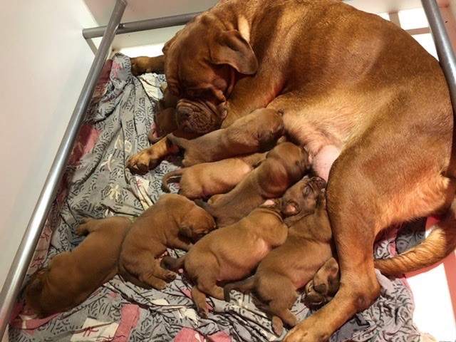 Chiot Dogue de Bordeaux du masque de Seth