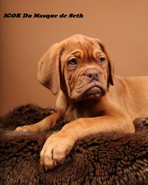 du masque de Seth - Dogue de Bordeaux - Portée née le 09/07/2013