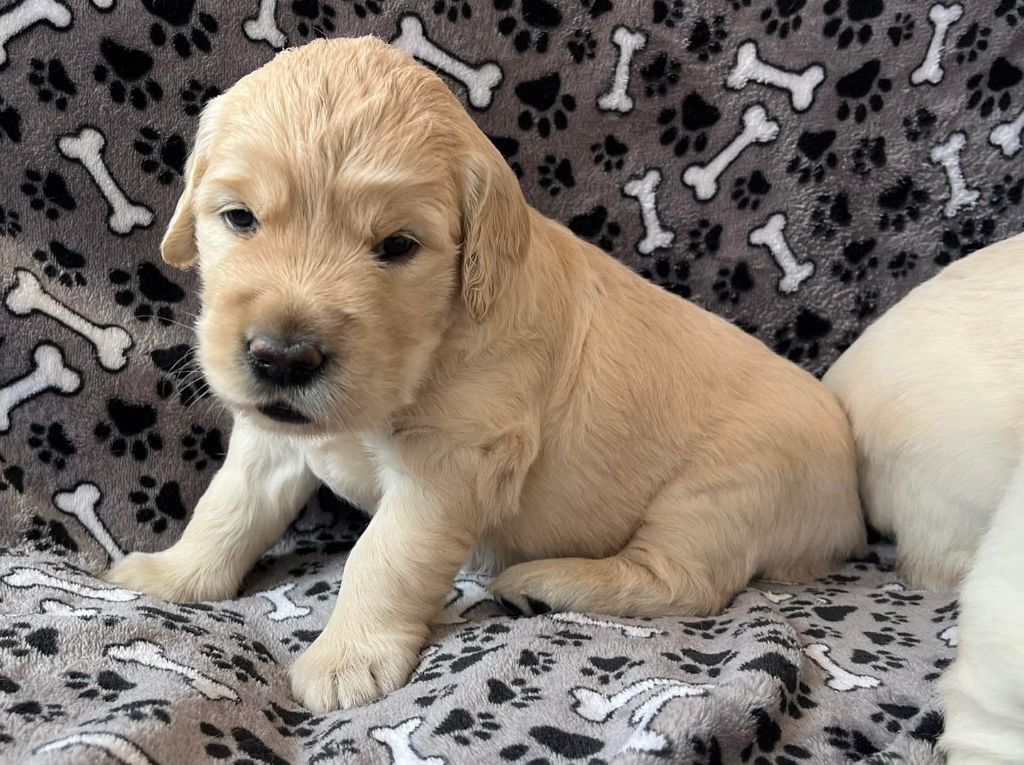 du masque de Seth - Chiots disponibles - Golden Retriever