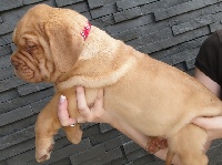CHIOT