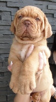CHIOT