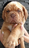 CHIOT