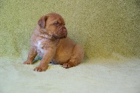 CHIOT