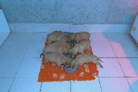 CHIOT