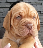 CHIOT