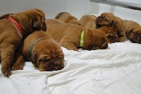 CHIOT