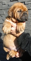 CHIOT