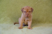 CHIOT