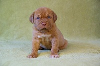 CHIOT