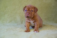 CHIOT