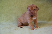 CHIOT