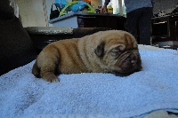 CHIOT