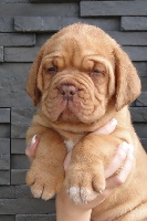 CHIOT