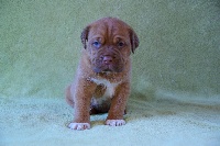 CHIOT