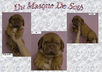 CHIOT