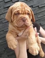 CHIOT