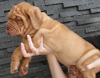 CHIOT