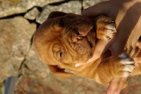 DOLLY