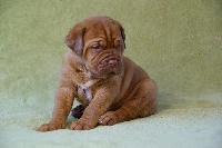 CHIOT