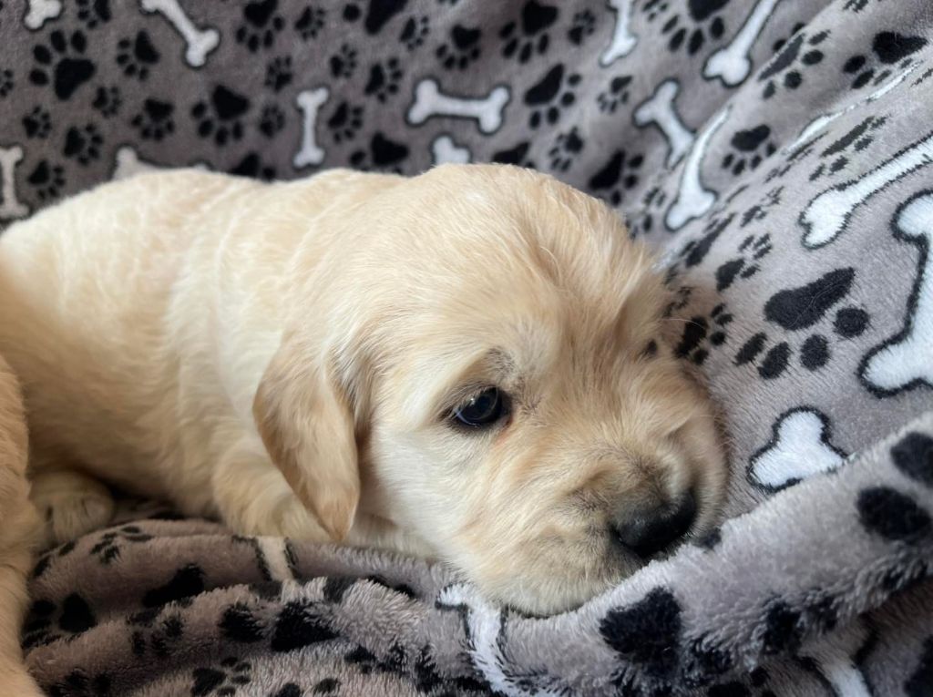 du masque de Seth - Chiots disponibles - Golden Retriever