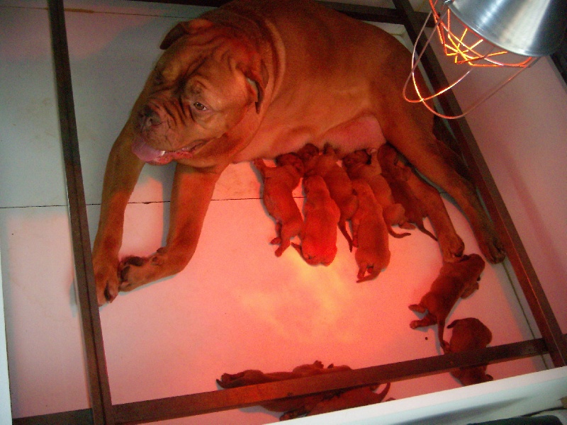 du masque de Seth - Dogue de Bordeaux - Portée née le 04/02/2010