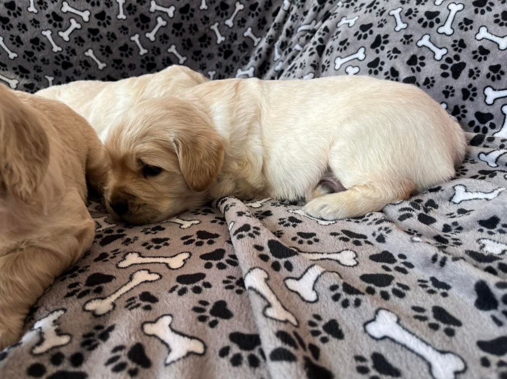 du masque de Seth - Chiots disponibles - Golden Retriever