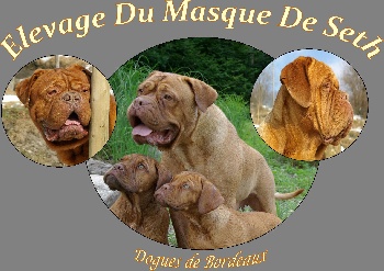 Chien Dogue de Bordeaux Krishna Villa Brava